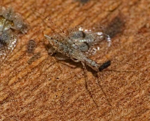 Réf. 352 661 : Empicoris sp.